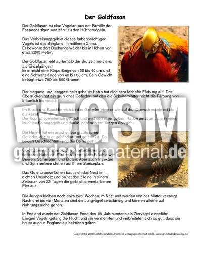 Goldfasan-Steckbrief.pdf